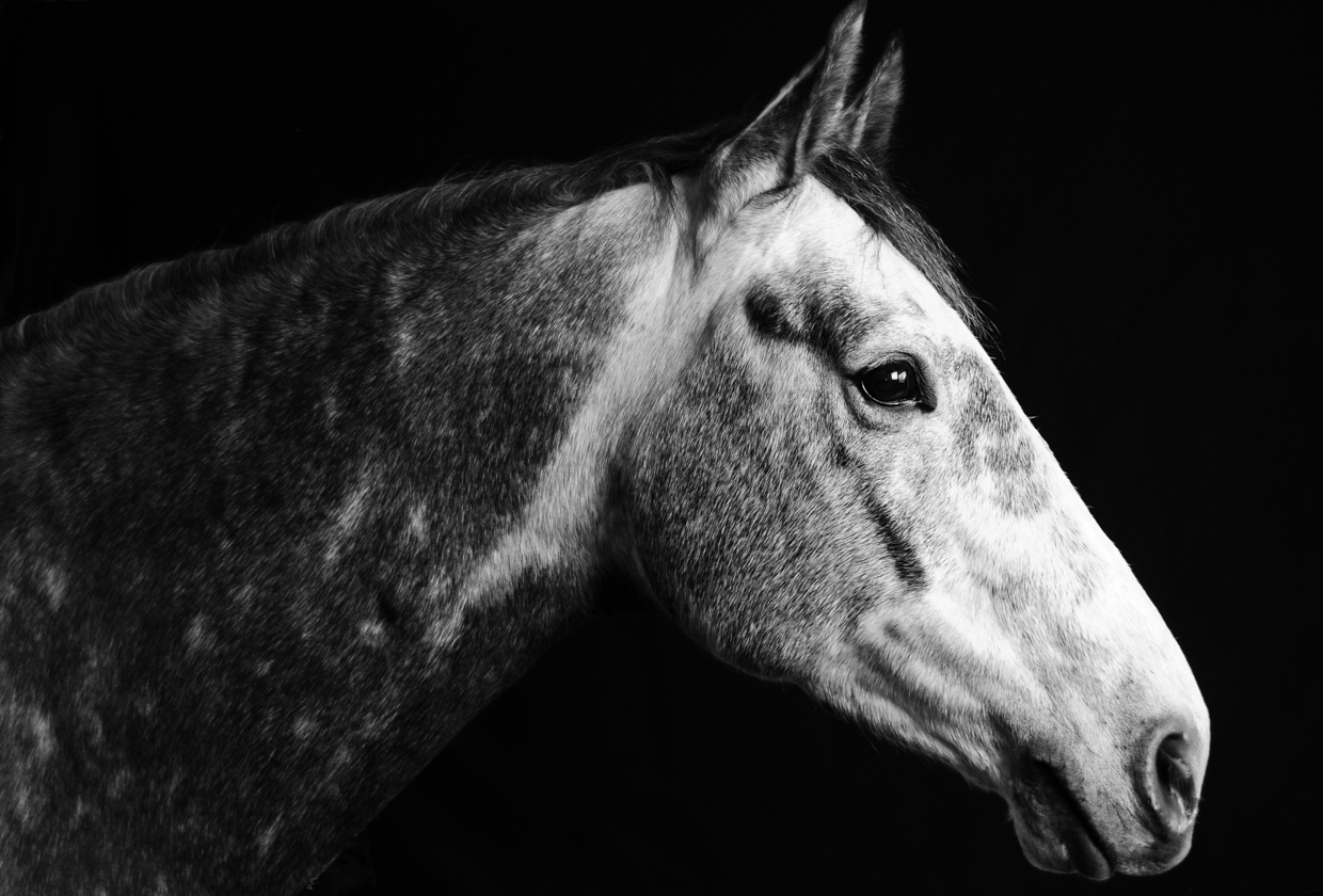 Stengard-Green Photography | equine_horse_portrait_stengard-green